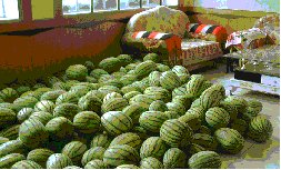 2005-2006 Gansu Project - Watermelon Cooperative