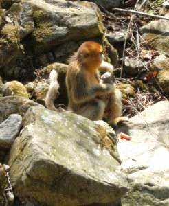 Gold-faced monkey with baby