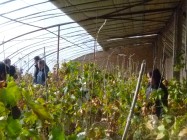 温室葡萄收成，十里铺，2015年1月
