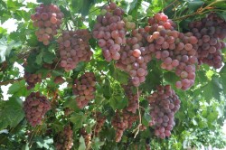淡季成熟的红提葡萄 –新坝乡暖泉村红提葡萄专业合作社